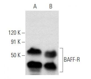 BAFF-R Antibody (F-3) - Western Blotting - Image 358419 