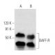 BAFF-R Antibody (F-3) - Western Blotting - Image 358419 