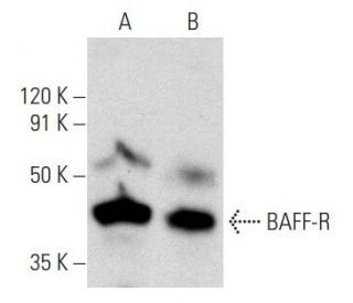 BAFF-R Antibody (H-1) - Western Blotting - Image 358420 