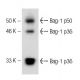 Bag-1 Antibody (19) - Western Blotting - Image 60247 