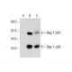 Bag-1 Antibody (19) - Western Blotting - Image 132843