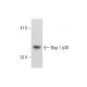 Bag-1 Antibody (19) - Western Blotting - Image 145096 