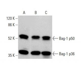 Bag-1 Antibody (3.10G3E2) - Western Blotting - Image 354878 