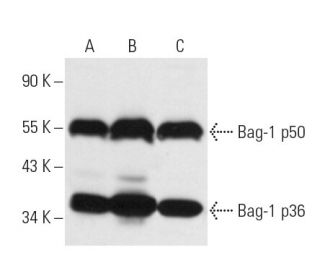Bag-1 Antibody (3.9F1E11) - Western Blotting - Image 14544 