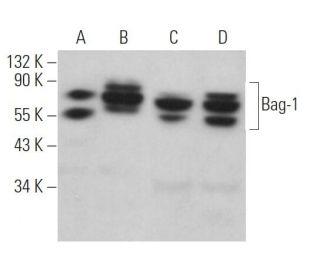 Bag-1 Antibody (A-4) - Western Blotting - Image 362113 