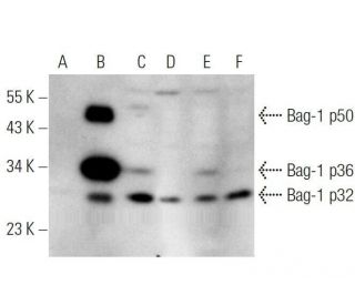 Bag-1 Antibody (A-8) - Western Blotting - Image 350792