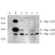 Bag-1 Antibody (A-8) - Western Blotting - Image 350792