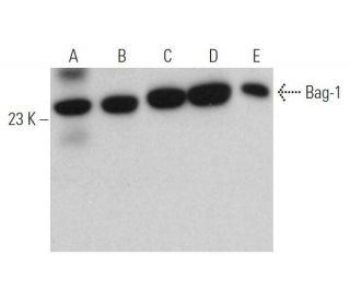 Bag-1 Antibody (CC9E8) - Western Blotting - Image 362112 