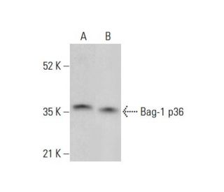 Bag-1 Antibody (E-11) - Western Blotting - Image 354879 