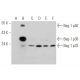 Bag-1 Antibody (E-12) - Western Blotting - Image 349080 