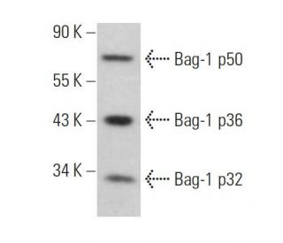 Bag-1 Antibody (E-12) - Western Blotting - Image 357485 