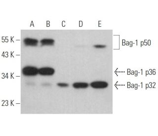 Bag-1 Antibody (E-2) - Western Blotting - Image 380718 