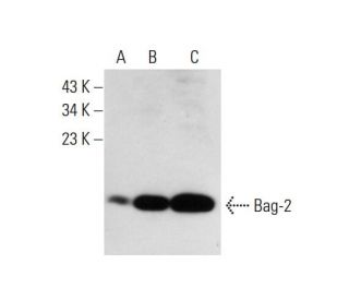 Bag-2 Antibody (A-12) - Western Blotting - Image 131417 