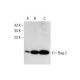Bag-2 Antibody (A-12) - Western Blotting - Image 131417 