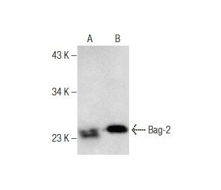 Bag-2 Antibody (A-7) - Western Blotting - Image 286957 