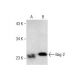 Bag-2 Antibody (A-7) - Western Blotting - Image 286957 