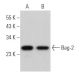 Bag-2 Antibody (A-7) - Western Blotting - Image 365510