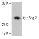 Bag-2 Antibody (A-7) - Western Blotting - Image 415044