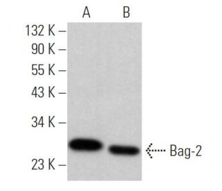 Bag-2 Antibody (C-6) - Western Blotting - Image 365227 
