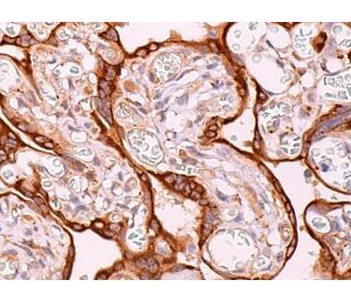 Bag-3 Antibody (19) - Immunohistochemistry - Image 374753 