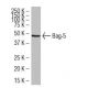 Bag-5 Antibody (18Z) - Western Blotting - Image 34575 