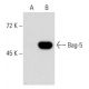Bag-5 Antibody (18Z) - Western Blotting - Image 51382