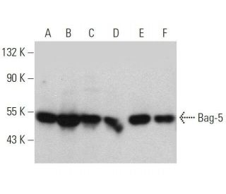 Bag-5 Antibody (F-9) - Western Blotting - Image 359401 