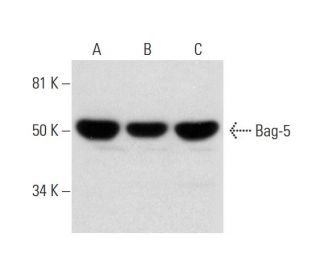 Bag-5 Antibody (F-9) - Western Blotting - Image 289985 