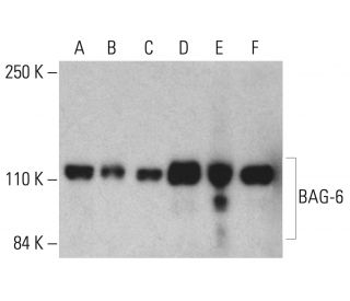 BAG-6 Antibody (D-1) - Western Blotting - Image 401703