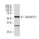 BAIAP2L1 Antibody (A-14) - Western Blotting - Image 34052