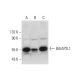 BAIAP2L1 Antibody (F-9) - Western Blotting - Image 298636 