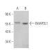 BAIAP2L1 Antibody (F-9) - Western Blotting - Image 370096