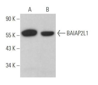 BAIAP2L1 Antibody (F-9) - Western Blotting - Image 370100 