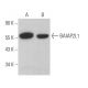 BAIAP2L1 Antibody (F-9) - Western Blotting - Image 370100 