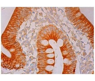 BAIAP2L2 Antibody (C-9) - Immunohistochemistry - Image 298189 