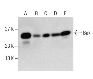 Bak Antibody (AT38E2) - Western Blotting - Image 395948