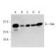 Bak Antibody (AT38E2) - Western Blotting - Image 395948