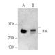 Bak Antibody (C-3) - Western Blotting - Image 395947 