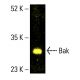Bak Antibody (C-3) - Western Blotting - Image 412397