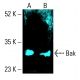 Bak Antibody (C-3) - Western Blotting - Image 412398 