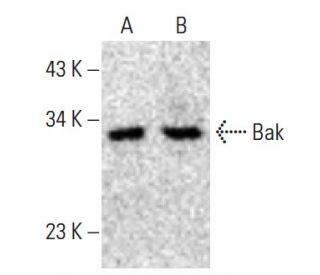 Bak Antibody (G-10) - Western Blotting - Image 398503