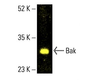 Bak Antibody (C-3) - Western Blotting - Image 412397