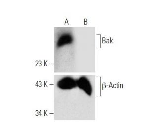 Bak HDR Plasmid (h): sc-400646-HDR. Western blot analysis of Bak... 