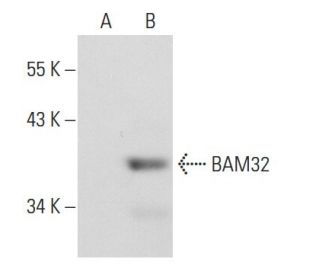 BAM32 Antibody (4H9) - Western Blotting - Image 72992