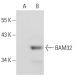 BAM32 Antibody (4H9) - Western Blotting - Image 72992
