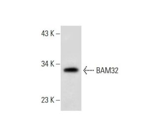 BAM32 Antibody (E-10) - Western Blotting - Image 299251 