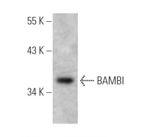 BAMBI Antibody (3B7) - Western Blotting - Image 367980 