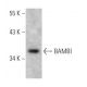 BAMBI Antibody (3B7) - Western Blotting - Image 367980 