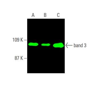 band 3 Antibody (A-6) - Western Blotting - Image 386701