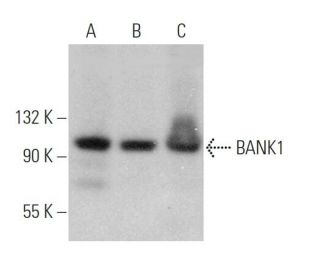 bank1-antibody-f-8-western-